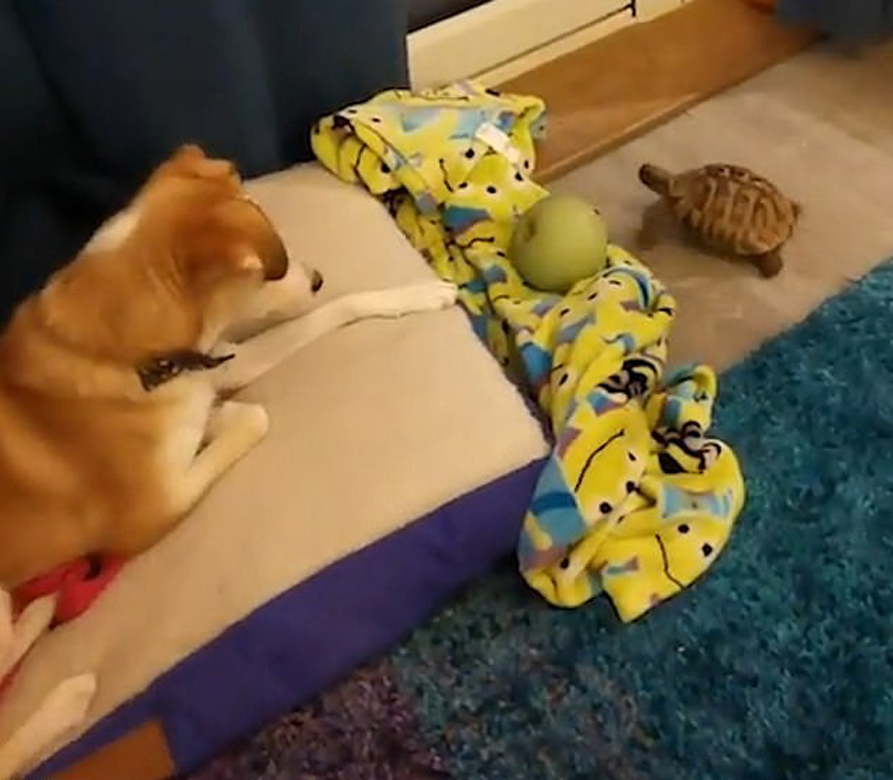 Cane e tartaruga che giocano