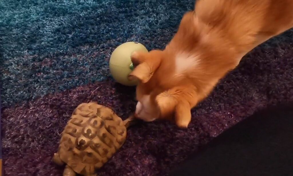 Cane gioca con tartaruga