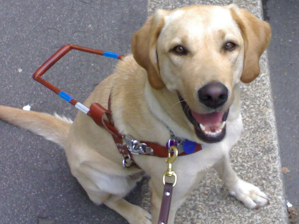 Cane guida che osserva