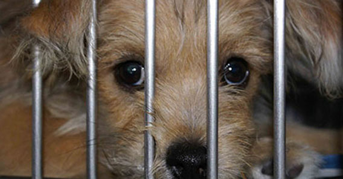 Senigallia: cani rinchiusi in gabbia in condizioni pessime, denunciato un uomo