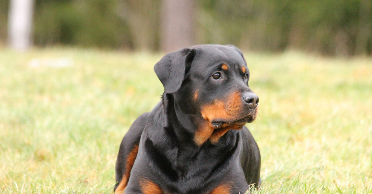 Bobby, il cane che ha perso la vita per la negligenza dei proprietari