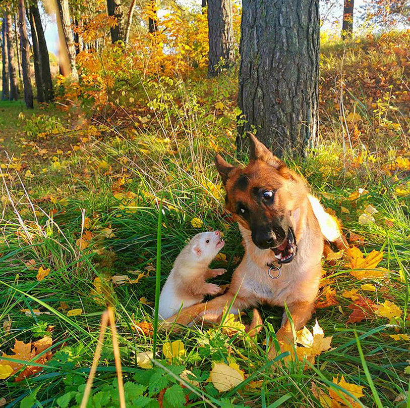 Cane insieme ad un furetto