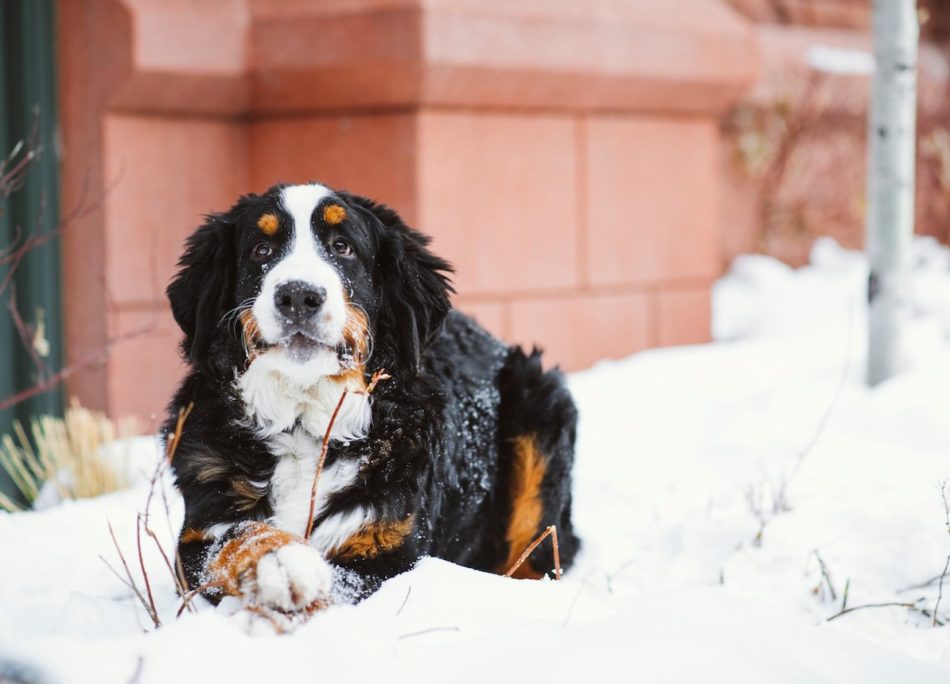 Cane nella neve