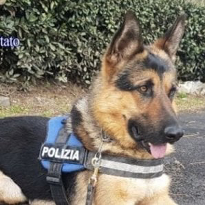 Cane poliziotto