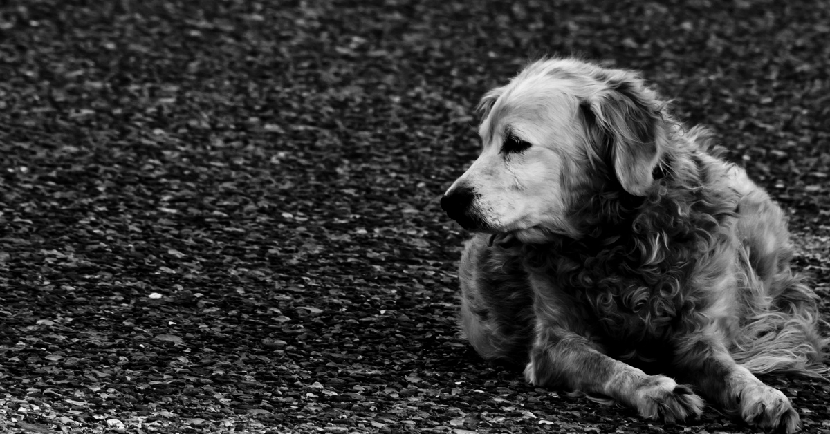 Fortunato, il cane impiccato che sta provando ad essere felice