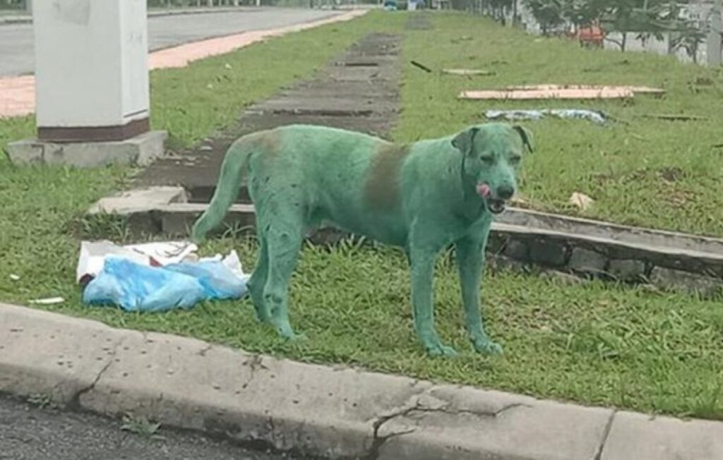 Cane ricoperto di vernice verde