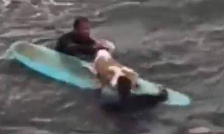 Cane salvato da due surfisti