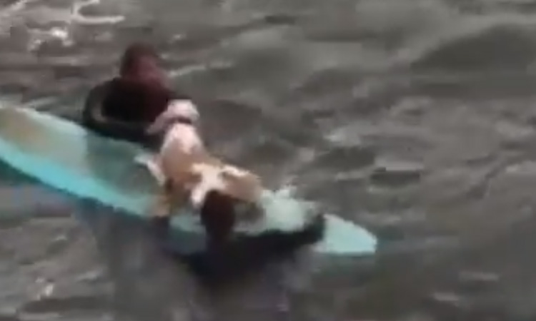 Cane salvato da un surfista