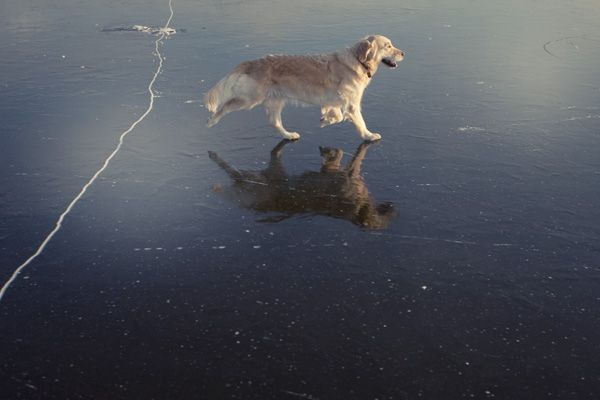 Cane sul ghiaccio