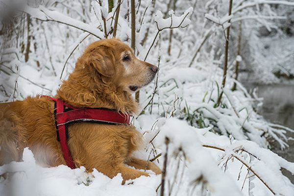 cane su neve