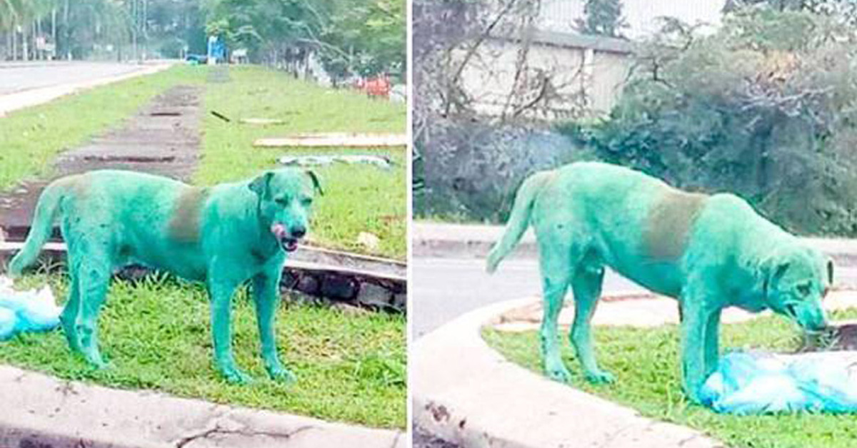 Cane ricoperto di vernice verde in gravi condizioni: si cerca il responsabile
