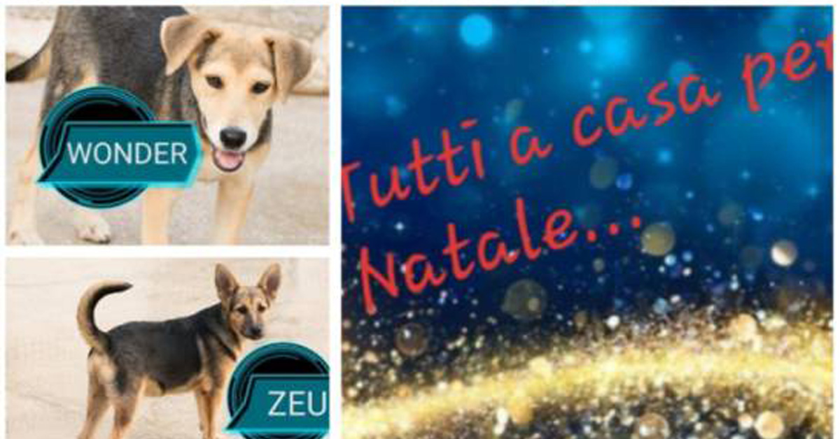 Vieste: cani in Chiesa per essere adottati