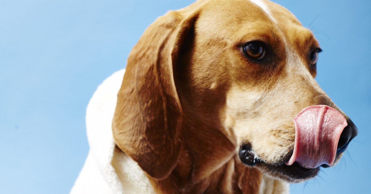 Come insegnare al cane a tenere qualcosa sul naso