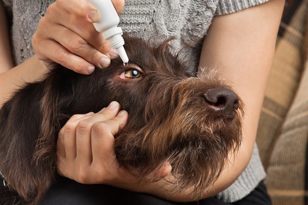 come mettere il collirio al cane