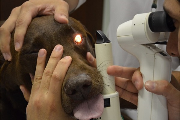 visita oculistica cane