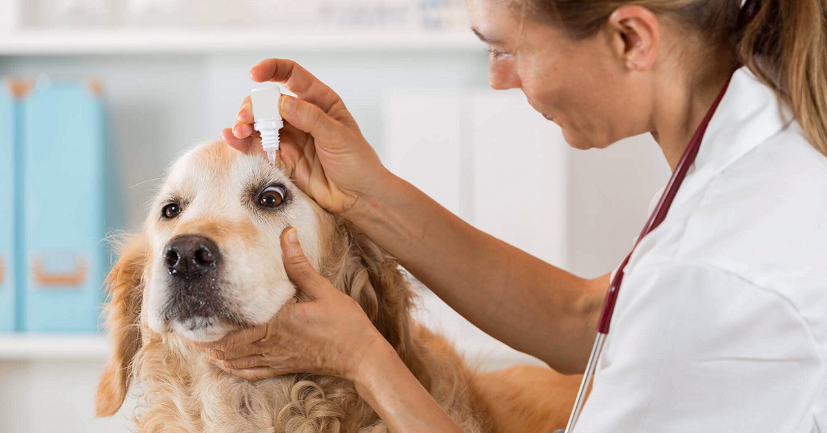 Colliri umani per cani, si possono usare o è pericoloso?