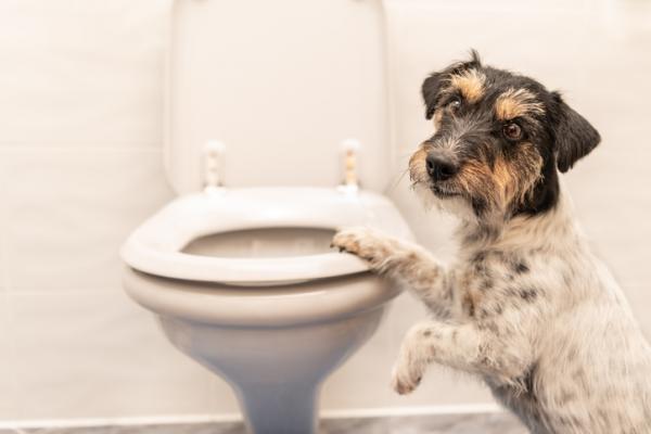 cane e bisogni