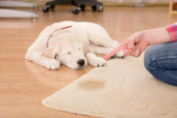 Come addestrare un cane salvato a fare i bisogni fuori