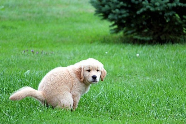 cucciolo di cane stitico