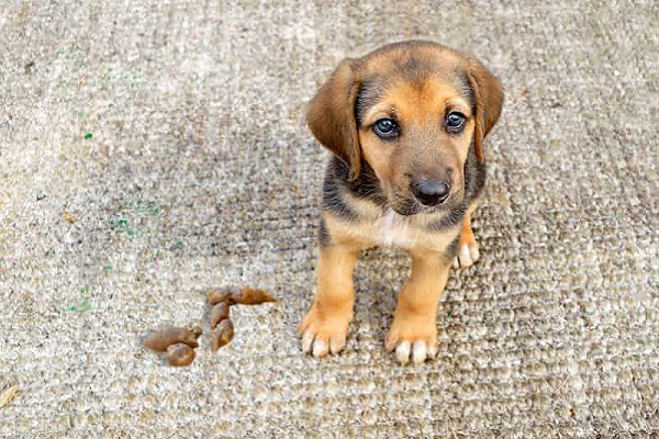 cagnolino fa la cacca