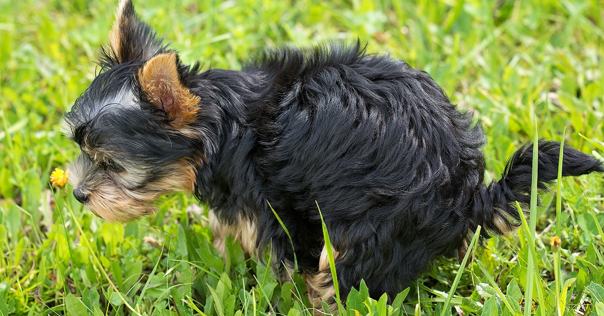 Come fa il cane a decidere dove fare la cacca?