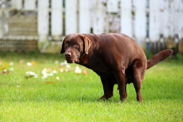 cane labrador marrone