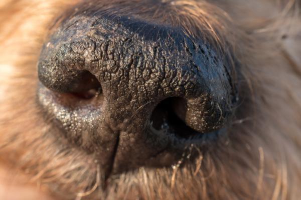 Come insegnare al cane a tenere