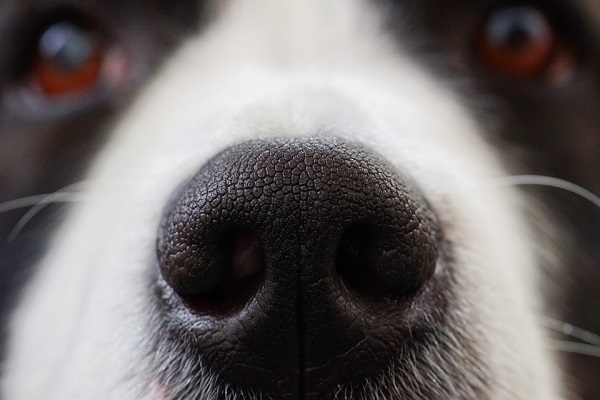 Come insegnare al cane a tenere qualcosa sul naso