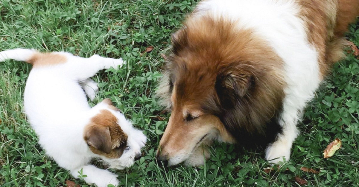 Come si salutano i cani tra loro? Tutti i modi di riconoscersi e farsi festa