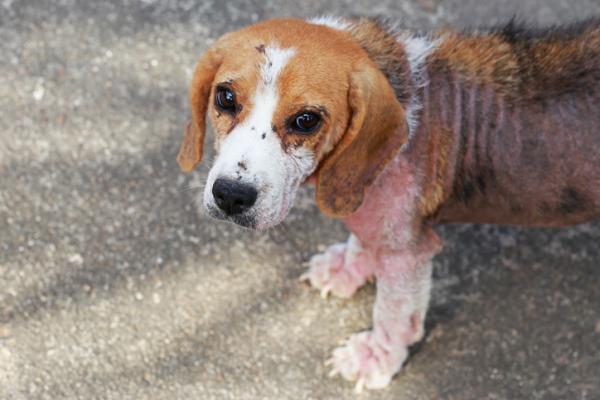 Come trattare un cane con la rogna