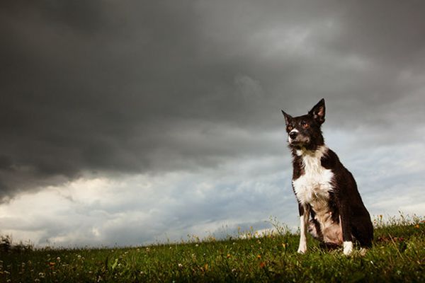 cane e temporale