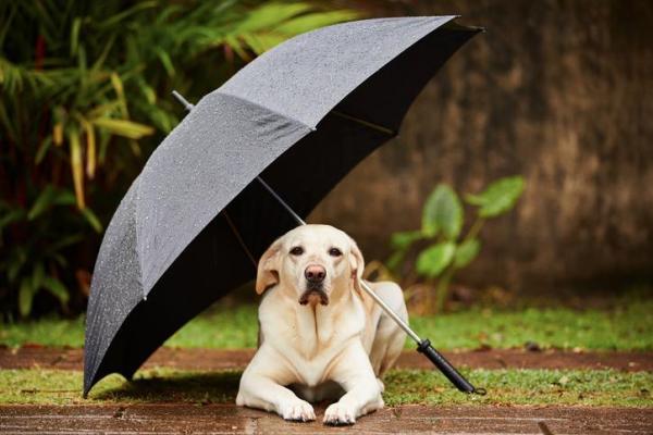 Consigli per cani e temporali