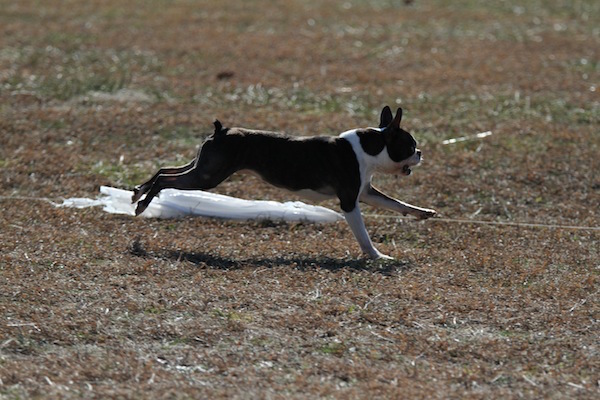 cane che corre