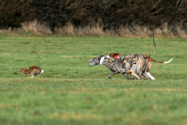 Coursing dog