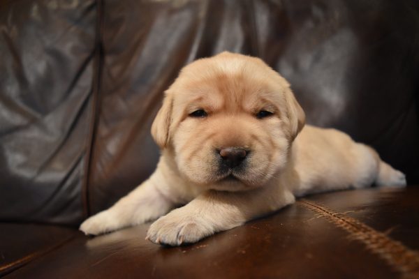 Cuccioli di cane