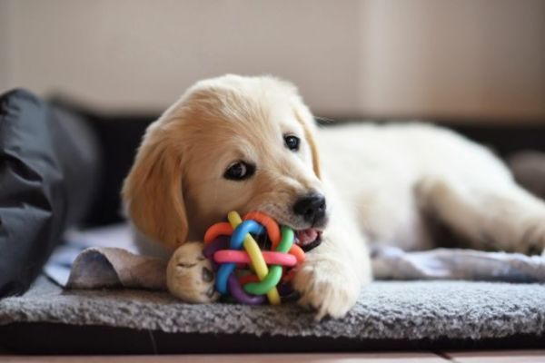 Cuccioli di cane e sviluppo emotivo