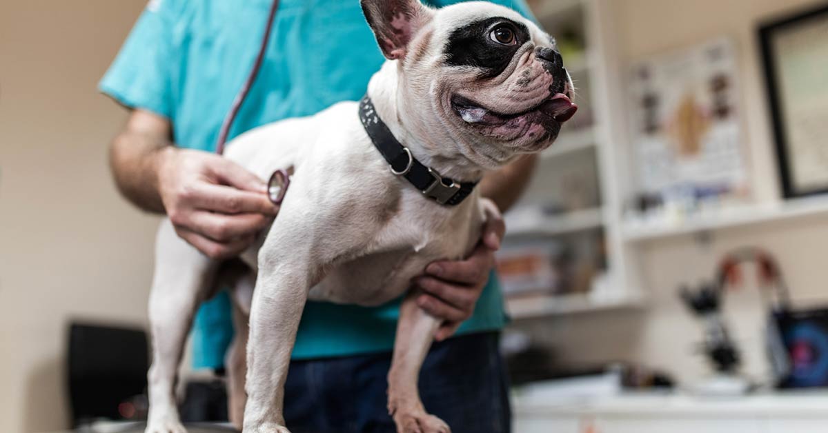 Lesione atriale nel cane: cos’è e quali sono i trattamenti