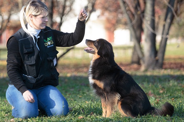 addestramento cane