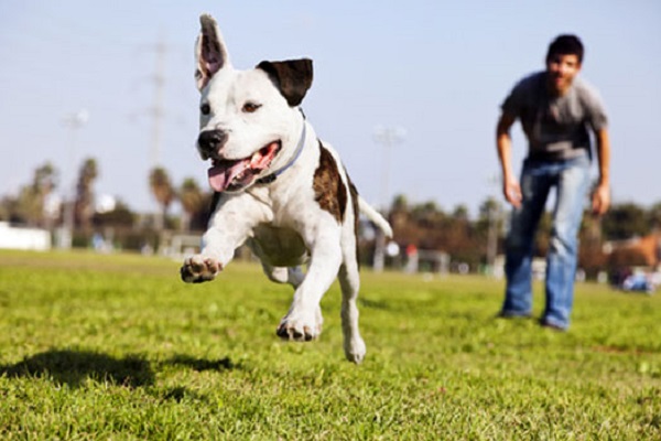 cane che corre