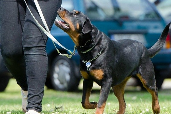 cane guarda padrone