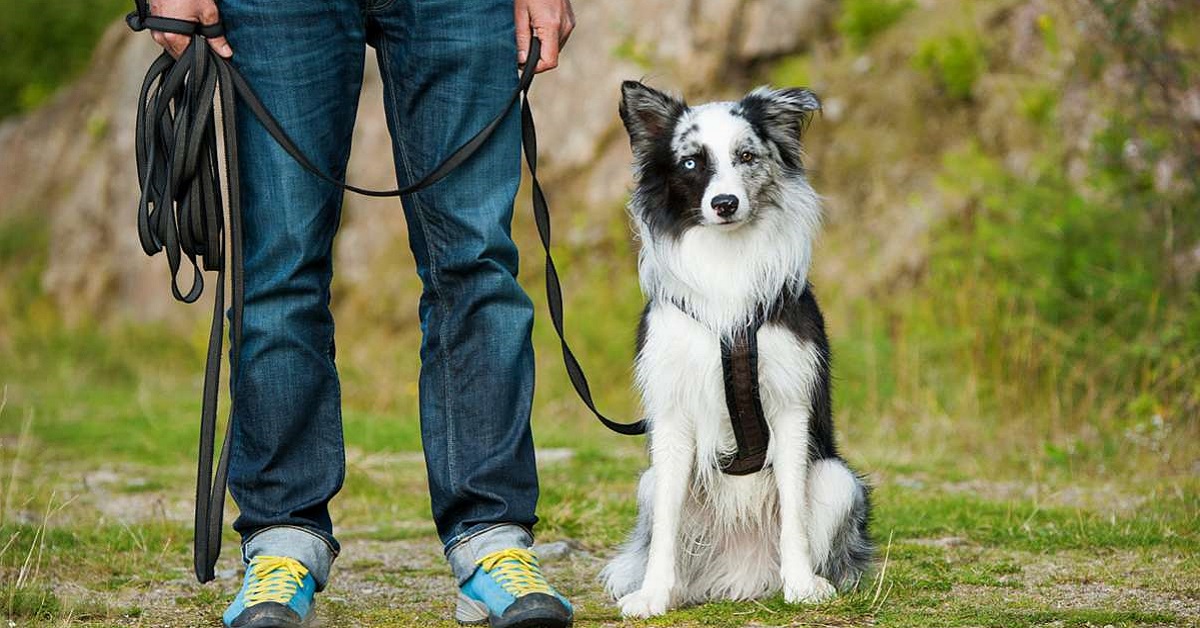 Domande da fare all’addestratore del cane: le più utili