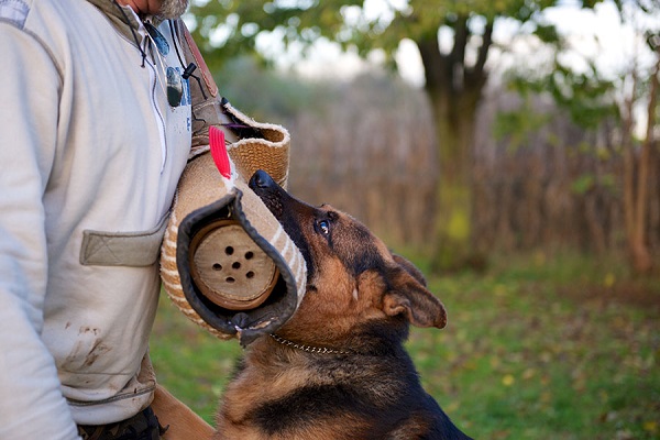 allenamento del cane