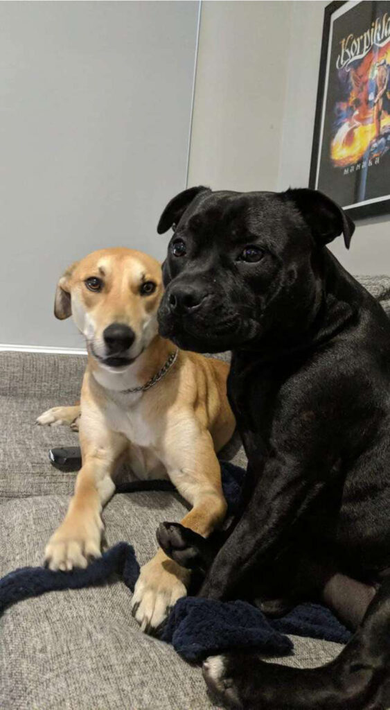 Due cani che osservano