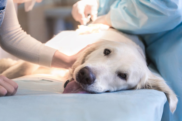 cane dal veterinario