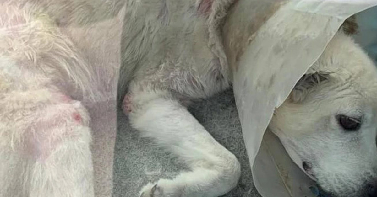 Firenze: cane anziano e malato dorme in auto