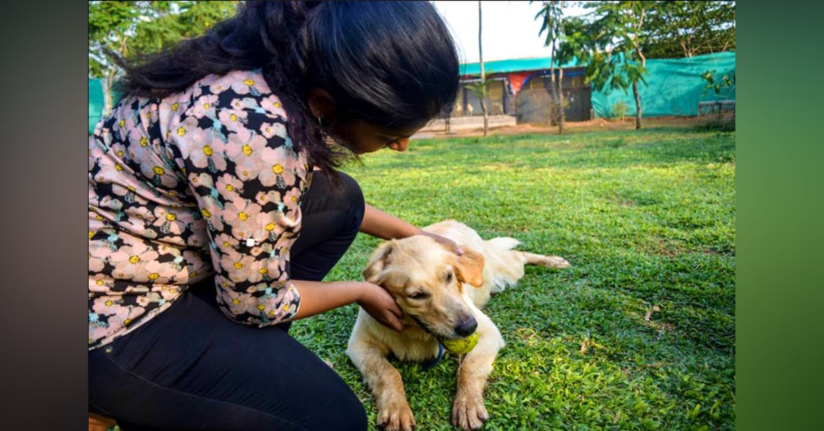 Cane che cambia proprietario: ecco cosa gli succede