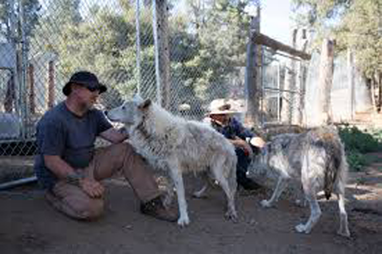 I cani del Doggie Warriors Rescue Sanctuary