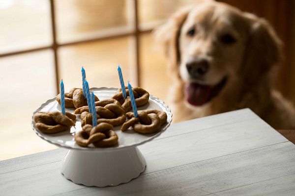 I cani possono mangiare i pretzels