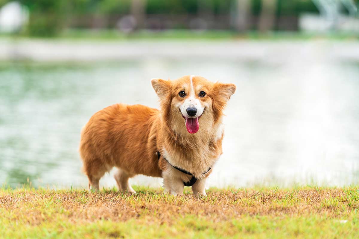 cane al lago