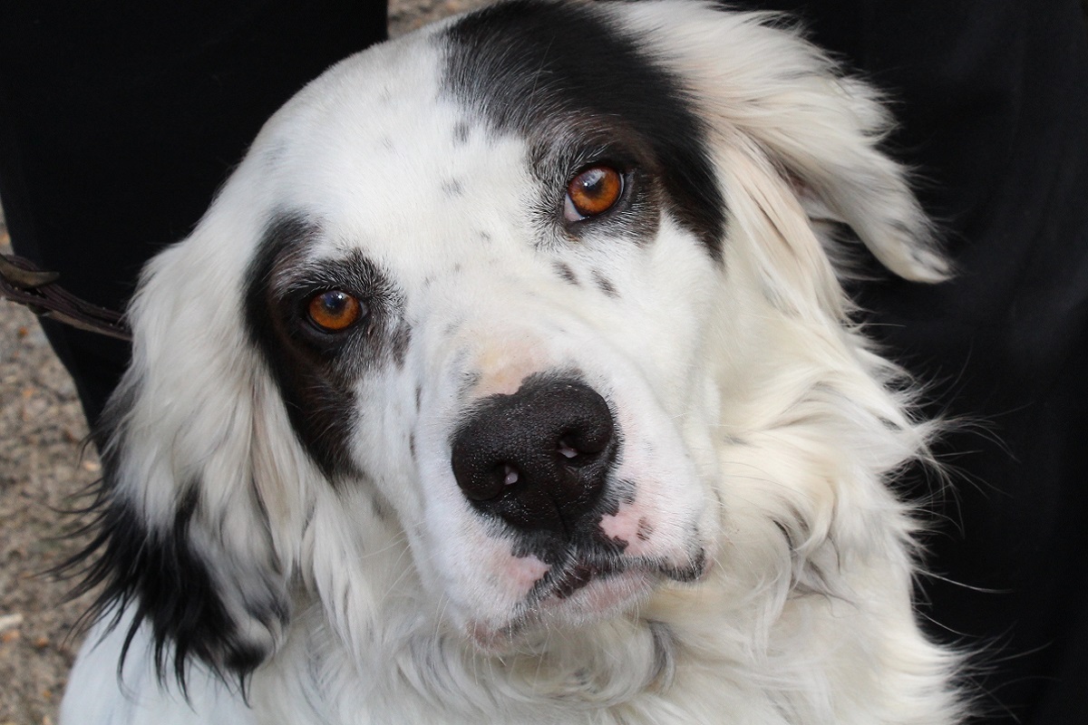 cane bianco e nero